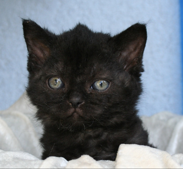   Wir haben supersüße Kitten in tollen Farben - Tiere - Kamp - Lintfort