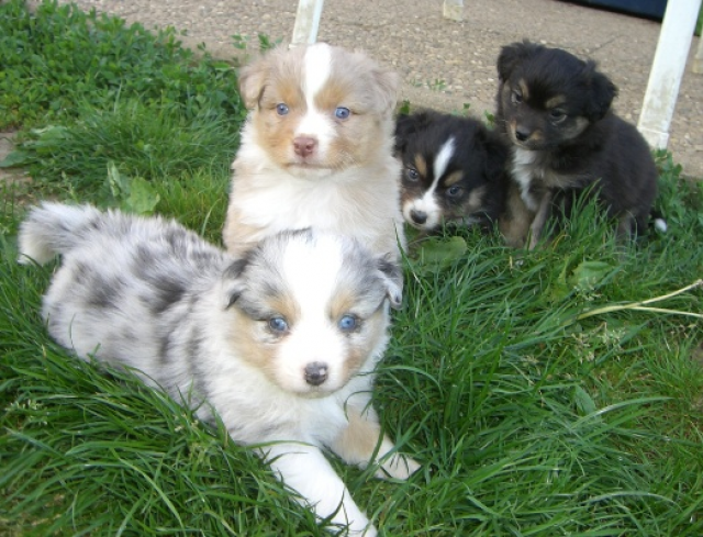 Tolle Australian Shepherd Welpen (Minis) - Tiere - Heilbronn