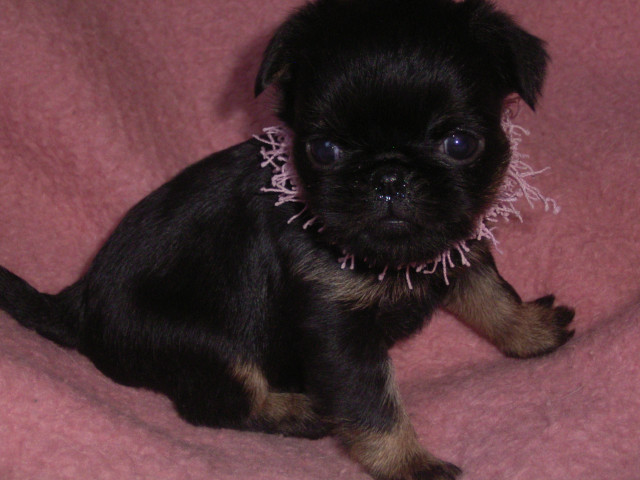 Zwerggriffon welpen - Tiere - Hamburg