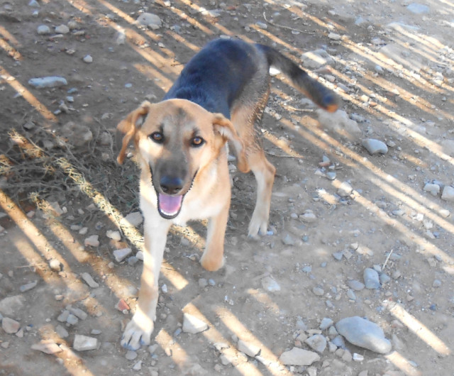 Gavina sucht ihre Familie - Tiere - Bergheim/Köln