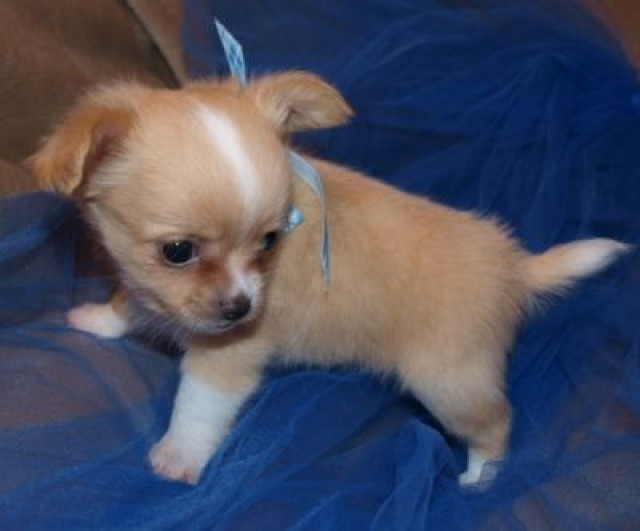  * CHIHUAHUA WELPEN(VDH/FCI).+Kleinbl.Jungsu.Mädchen LH/KH!! * - Tiere - Neuss