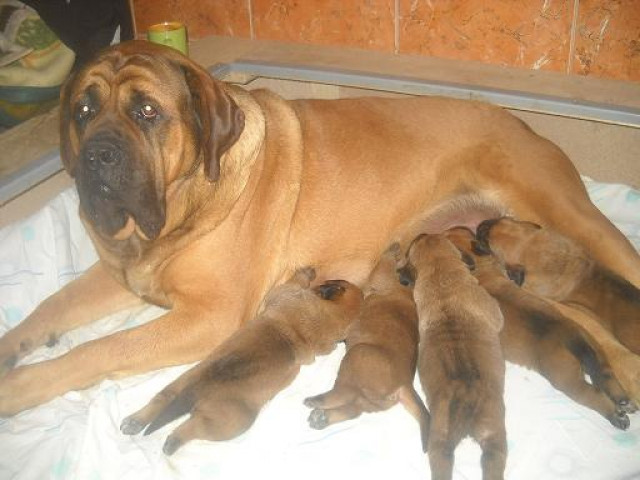 Englischer Mastiff - Tiere - Belegrad