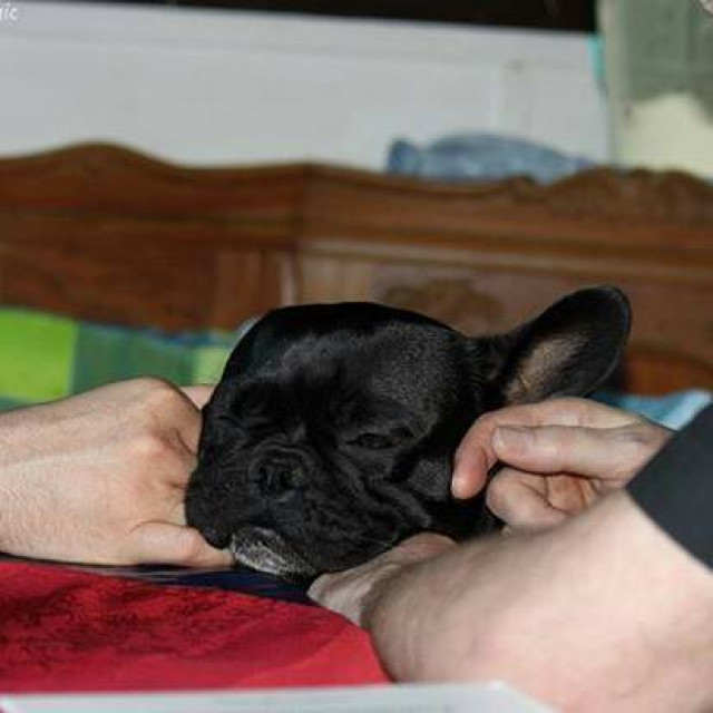 Französicher Bulldoggen Freunde - Tiere - Buchen-(Odenwald)
