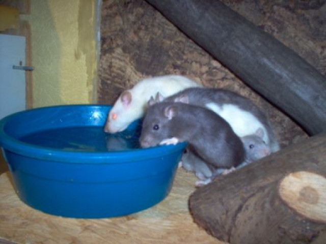 Rattenbabys - Tiere - Lohe-Rickelshof