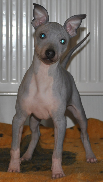 American Hairless Terrier Welpen - Tiere - Weidenthal