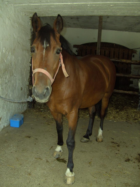 Biete RB auf Welsh-Cob-Mix - Tiere - Rosenheim