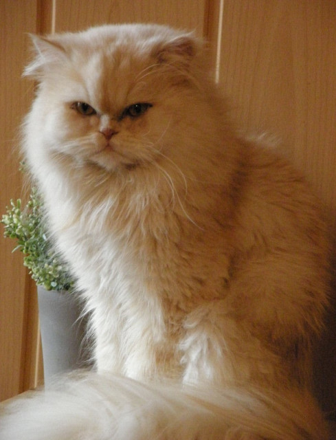 Perserkater abzugeben - Tiere - Korbach