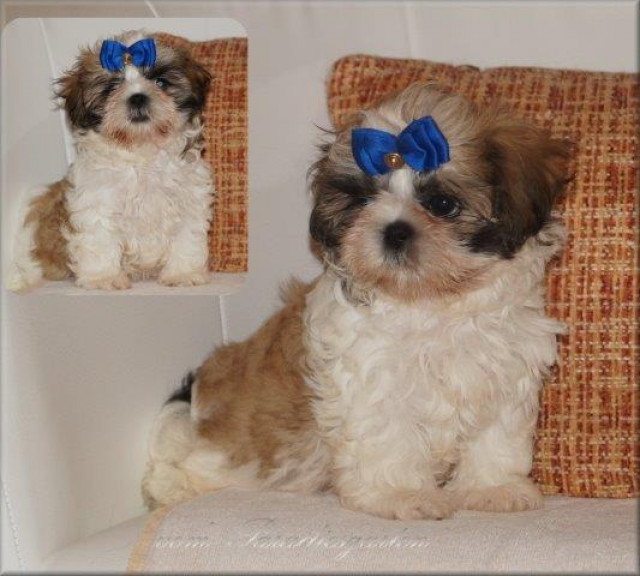 Wunderschöne Reinrassige Shih Tzu Welpen mit Ahnentafel - Tiere - Frankfurt