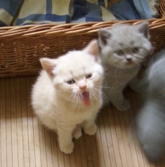 BKH Babys von der Parthenaue - Tiere - Trebsen