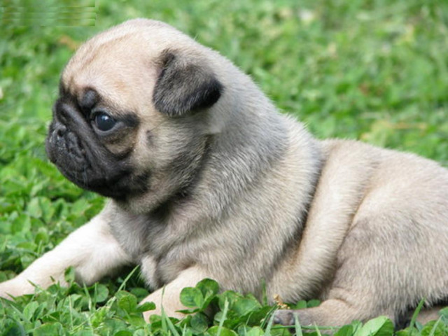 Bildhübsche Mops Welpen abgabebereit  - Tiere - Hannover