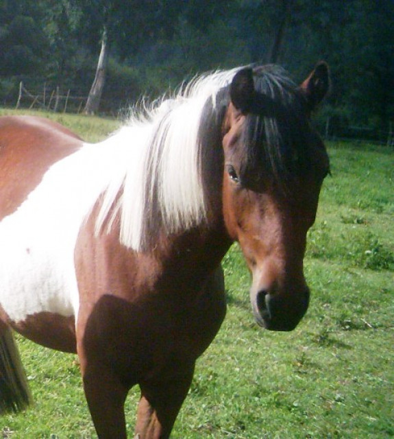Super braver Araber Pinto Wallach jahre - Tiere - Aachen