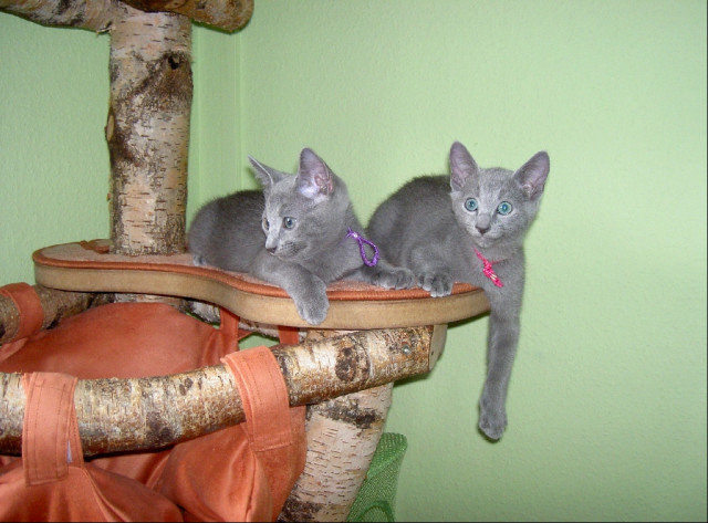 Russisch-Blau-Kitten - Eljot und Enzo - Tiere - Kraichtal