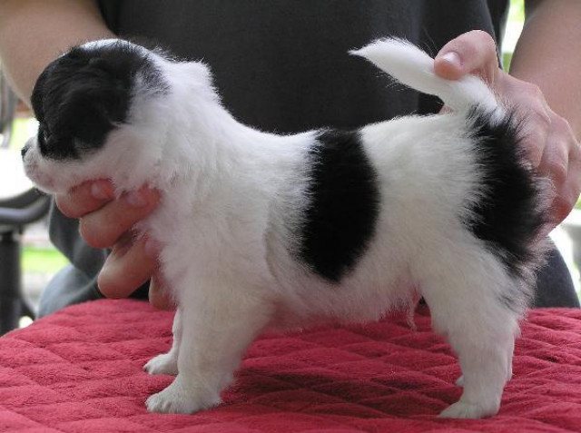 Chihuahua-welpen zu verkaufen - Tiere - Berlin 