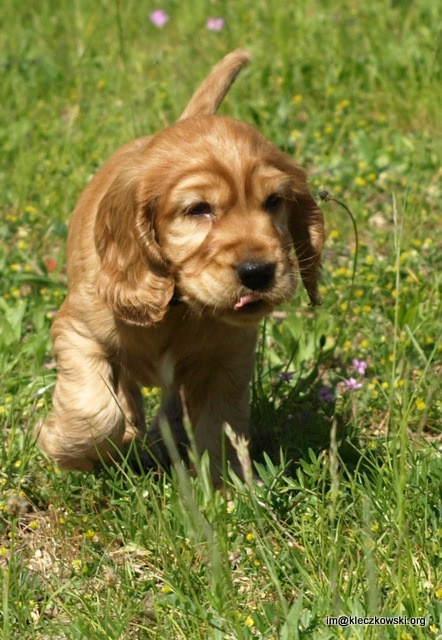 Welpen Cocker Spaniel - Tiere - berlin