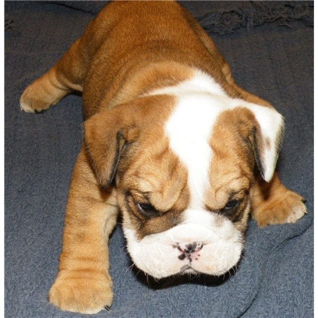 ENGLISCHE BULLDOGGE ZU VERKAUFEN - Tiere -  Niederzissen