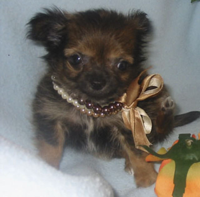 Chihuahua -Welpen, lang- und kurzhaar aus erfahrener Zucht - Tiere - Kobern-Gondorf