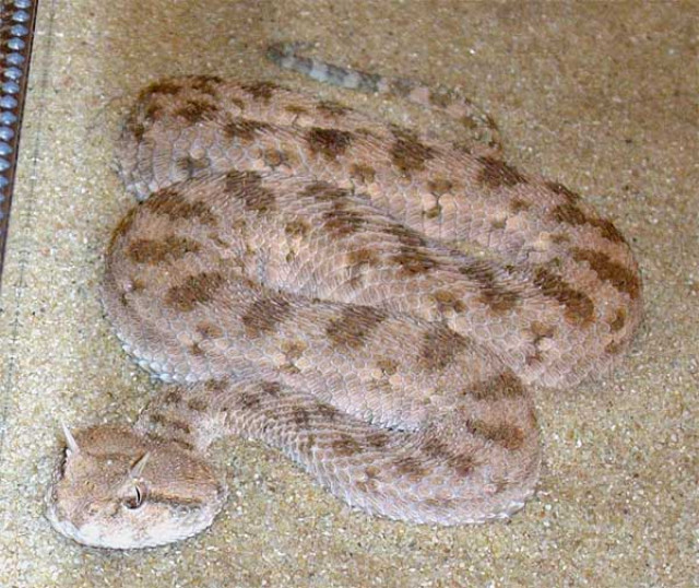 Hornviper mit Terrarium Günstig abzugeben - Tiere - Gladbeck
