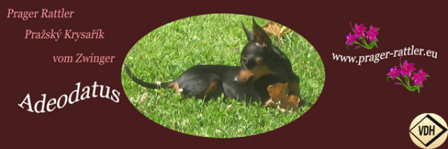 Prager Rattler/Prazsky Krysarik vom Zwinger  Adeodatus  - Tiere - Bad Griesbach