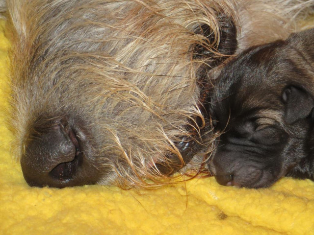 Irish Wolfhound Welpen von BiGi s Wolf - Tiere - Samswegen