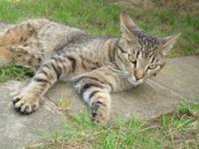 Getigerter Kater zugelaufen - Tiere - Leipzig