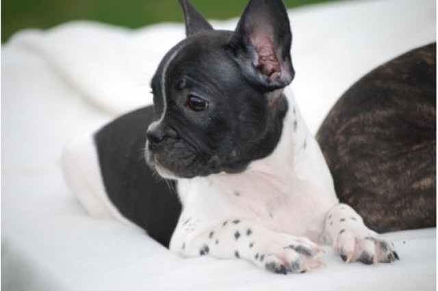 Reinrassige Französische Bulldog Welpen - Tiere - berlin