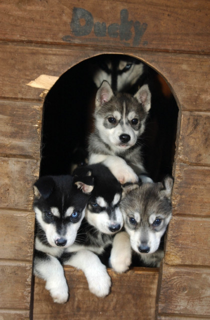 Huskywelpen - Tiere - Überherrn