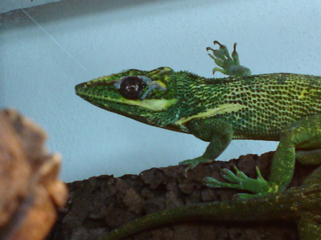 Ritteranolis Paar - Tiere - Eching