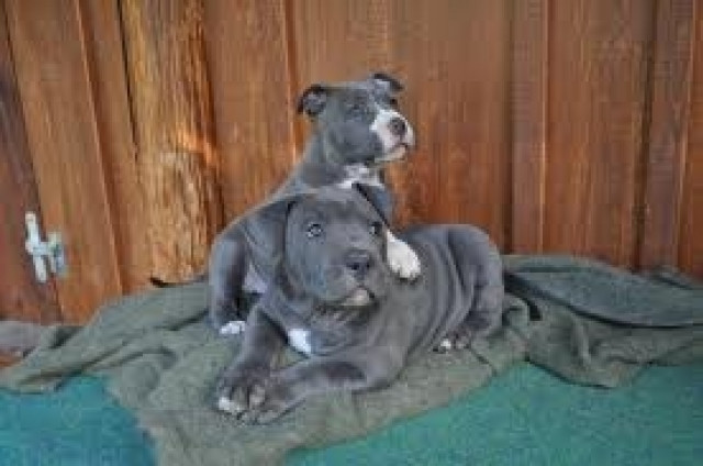 Pitbull blueline welpen10 Wochen alt abzugeben! - Tiere -  Rosenheim
