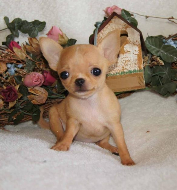 Mini - Chihuahua welp!!!! - Tiere - Bayern