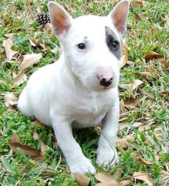 Miniatur Bullterrier Rüde mit VDH / FCI Papieren - Tiere - Berlin