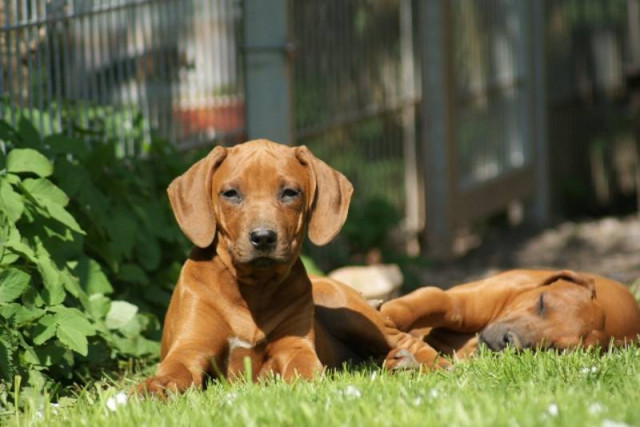 Rhodesian Ridgeback Welpen - Tiere - Wehnde