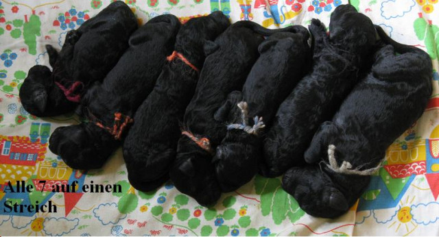 Königspudel/Großpudelwelpen - Tiere - sundern