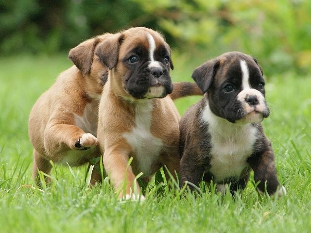 Boxerwelpen, traumhaft schön, sehr lebhaft, aus VDH/ BK Leistungszucht - Tiere - Lengefeld