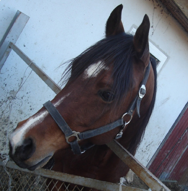 Freizeitreiter/in gesucht - Tiere - Mengen