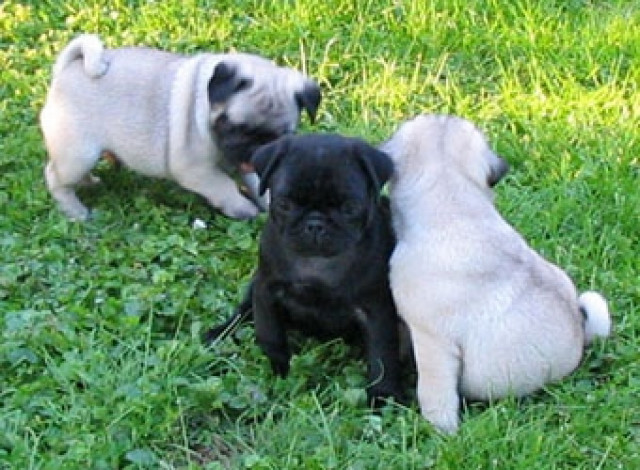 Mops Welpen in Beige und Schwarz  - Tiere - Hamburg