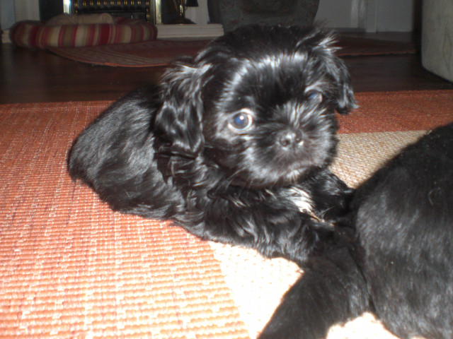 Shih Tzu Welpen - Tiere - Neubrandenburg