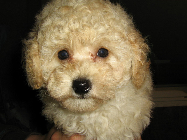 Pudel vom Canis Aureus erwartet Nachwuchs in apricot !!! - Tiere - Schopfloch