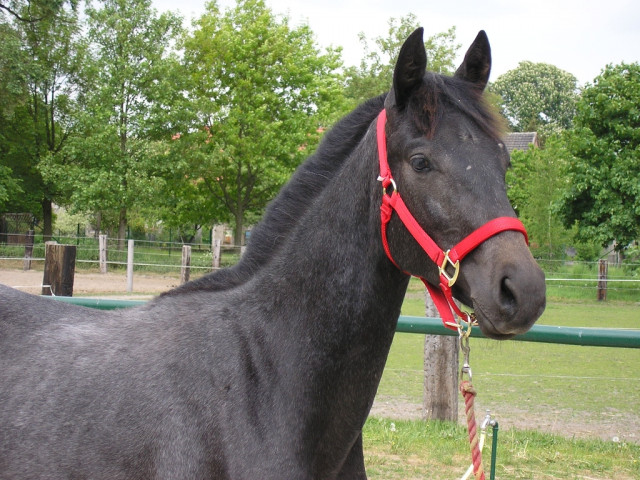 Hispano-Araber - Tiere - hennigsdorf