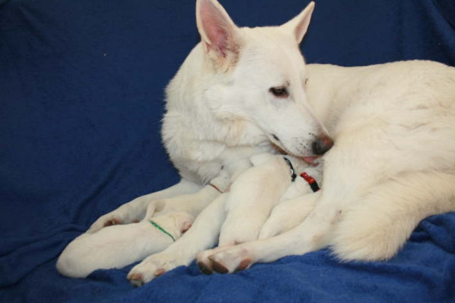 Weisse Schäferhund-Welpen - Tiere - Ascheberg