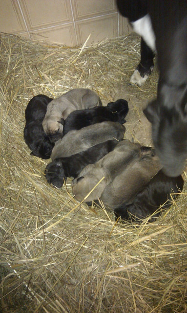 Deutsche Doggen Welpen in schwarz und grau/beige abzugeben - Tiere - Königswartha