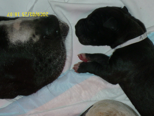 Deutsche Doggen Welpen - Tiere - Pforzen