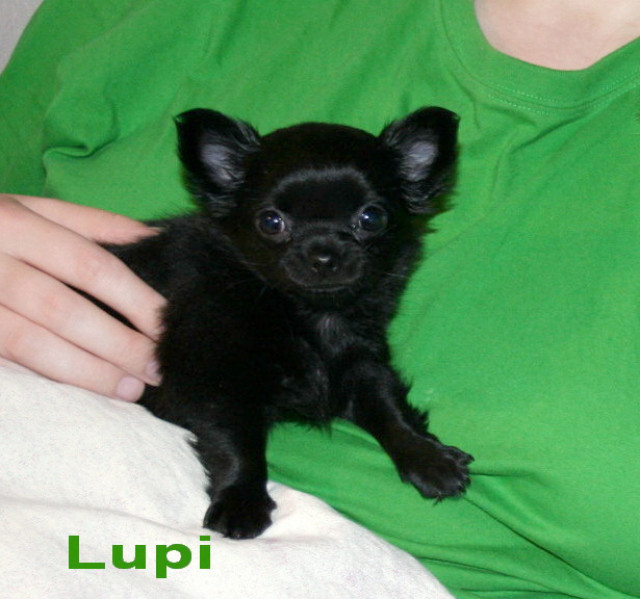 * * Chihuahua * * Welpen * * * * - Tiere - Kamp -Lintfort