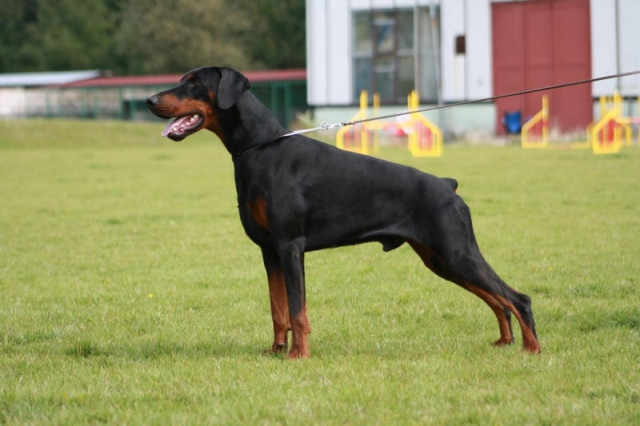 Dobermann - Welpen mit FCI Stammbaum - Tiere - Trebic