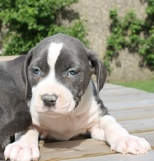 American Staffordshire Terrier: Blau - Tiere - mannheim