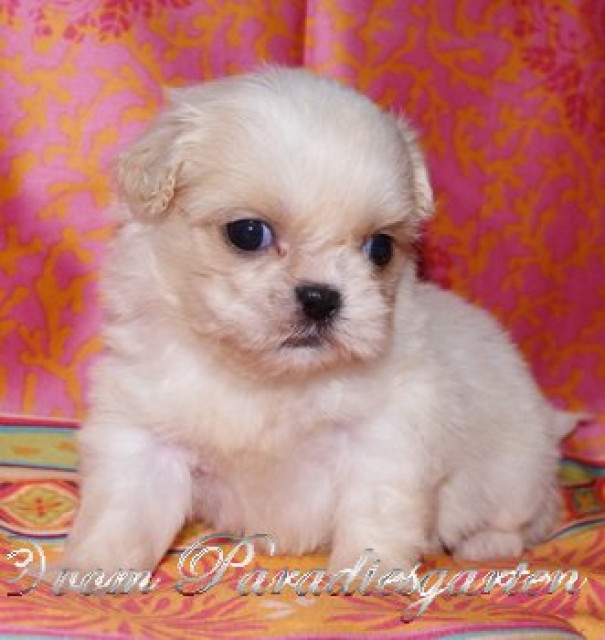 Excellente Shih Tzu Welpen aus Top Linien mit Papieren - Tiere - f