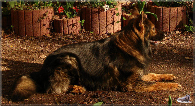 WURFANKÜNDIGUNG - Tiere - Mönchengladbach