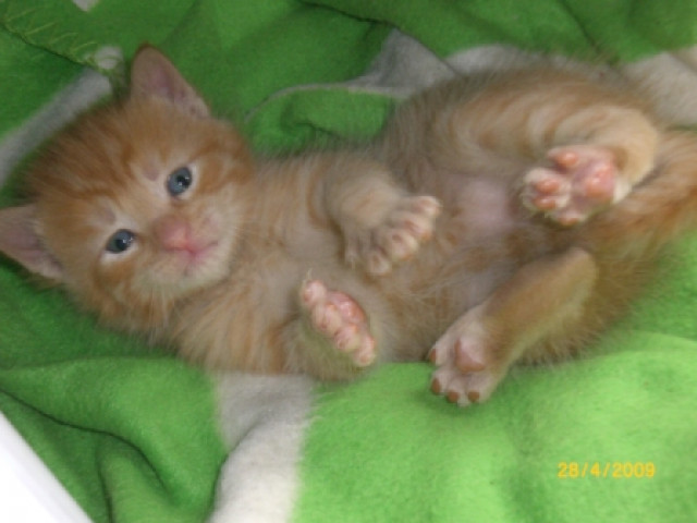 MAINE COON - Tiere - Hürth