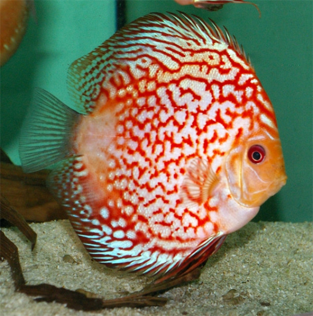 Diskus Fische von Europas größtem Diskuszüchter bequem in unserem Onlineshop bes - Tiere - München