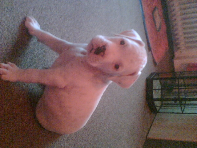 Süsse boxer welpen suchen neues zu hause - Tiere - limburg