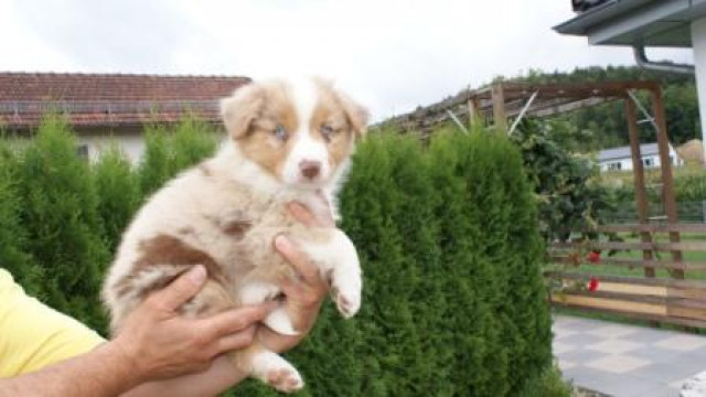 Australian Shepherd - Tiere - Fürstenstein